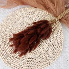 30/60/90支装橙色兔尾干花，蒲苇草，干花装饰，适用于波西米亚风秋季装饰、秋季婚礼DIY、农舍圣诞装饰、户外装饰、秋季装饰 - 橘色 - 查看 14