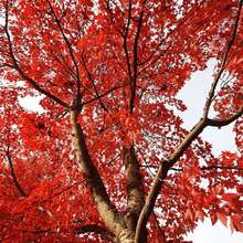 172 piezas de semillas de árbol de arce japonés rojo ( Palmatum Atropurpureum) - Belleza vibrante del jardín - 172 - Ver 4
