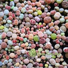 Plantas suculentas Lithops pequeñas y coloridas (aproximadamente 300 piezas), enviadas en una maceta completa con la maceta. Succulentas preciosas, ideales para plantas en macetas en patios o balcones interiores. - una planta suculenta - Ver 5