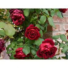 1000 piezas de semillas preciosas de rosas trepadoras rojas - SEMILLA - Ver 3