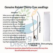 Planta viva de semillero de cerezo de lluvia, 18-20 pulgadas de altura, árbol de cerezo dulce, en maceta y inactivo para el jardín del hogar. - Cereza de lluvia - Ver 5