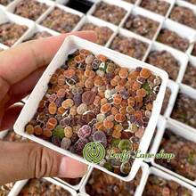 Plantas suculentas Lithops pequeñas y coloridas (aproximadamente 300 piezas), enviadas en una maceta completa con la maceta. Succulentas preciosas, ideales para plantas en macetas en patios o balcones interiores. - una planta suculenta - Ver 9