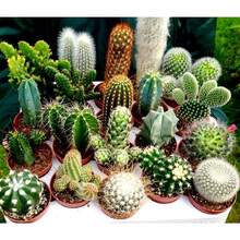 Mezcla de Cactus Cacti Aproximadamente 150 Semillas Tolerante a la sequía, amigable para principiantes. - 150 semillas - Ver 2