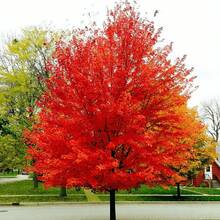 172 piezas de semillas de árbol de arce japonés rojo ( Palmatum Atropurpureum) - Belleza vibrante del jardín - 172 - Ver 3