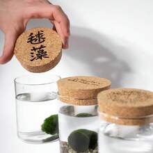 Marimo Set Sfuso Diametro 2-3 - Originale E Certificato - Marimo (2) - 3 - 查看 9