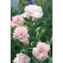 245 piezas de semillas rosadas francesas mix de flores ornamentales exterior jardín colores vivos fácil cultivo decoración premium plantas especiales - 245 - Ver 2
