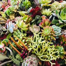 50 semillas de suculentas con colores ricos, alta eficiencia de germinación y supervivencia estable. Desde amplios campos hasta delicadas macetas, pueden cultivar encantadoras escenas de suculentas, brindando una experiencia hermosa. - 50 esquejes (sin raíz) - Ver 5