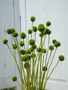 10/20 件金花树干花，黄色鼓槌花束，干花直径约 1-1/2 英寸，适用于家居装饰、摄影道具、DIY 婚礼装饰 - 綠色 - 查看 4