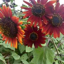 50 flores de terciopelo rojo de reina están divididas en pétalos simples y dobles, coloridas, forma de flor única, pedúnculo fuerte y recto, largo período de floración, algunas variedades pueden abrir más de dos tipos de múltiples colores en una sola flor. También se puede usar para flores en macetas y trabajos florales. - 100 - Ver 3