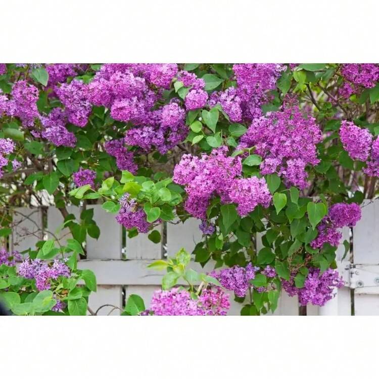 Semillas de lila mixtas, paquete de 50 piezas para plantar arbustos perennes, 4 colores de flores extremadamente fragantes, ideales para decoración de jardines y ambientes aromáticos - Variante 1 - Añade 6