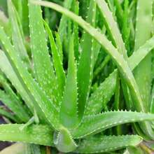 179 piezas de semillas de aloe vera, suculentas, perennes, resistentes a los ciervos, de bajo mantenimiento, atractivas para los polinizadores, adecuadas para cubrir el suelo, bordes, contenedores decorativos al aire libre - 179 - Ver 4
