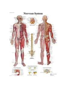 1 件装人体解剖肌肉系统海报解剖图人体医学壁画照片印刷医学教育办公室装饰壁画无框架 - 彩色 - 查看 93