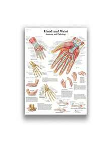 1 件装人体解剖肌肉系统海报解剖图人体医学壁画照片印刷医学教育办公室装饰壁画无框架 - 彩色 - 查看 95
