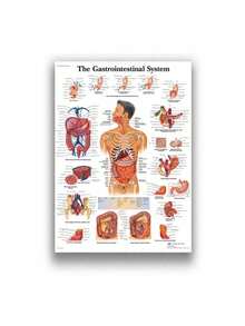 1 件装人体解剖肌肉系统海报解剖图人体医学壁画照片印刷医学教育办公室装饰壁画无框架 - 彩色 - 查看 88