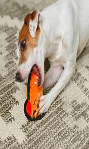 Juguete de perro de peluche resistente y ruidoso Outward Hound Durablez, zorro, naranja, XS