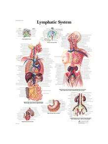 1 件装人体解剖肌肉系统海报解剖图人体医学壁画照片印刷医学教育办公室装饰壁画无框架 - 彩色 - 查看 80