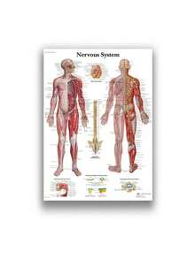 1 件装人体解剖肌肉系统海报解剖图人体医学壁画照片印刷医学教育办公室装饰壁画无框架 - 彩色 - 查看 97