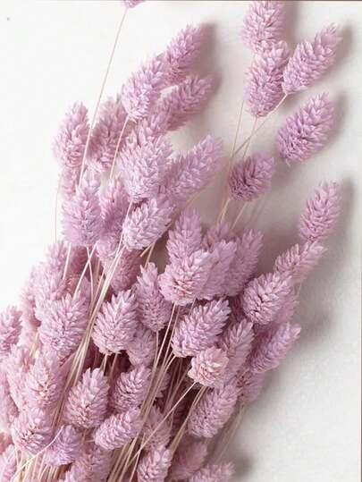 25/50/100 支宝石草干花，多色可选，适用于家居装饰、花瓶装饰、DIY 花束、蛋糕装饰