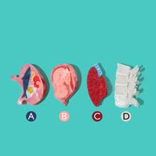 这款个性化骷髅头发夹，搭配新颖的肺、子宫和胃造型发爪，是送给医学爱好者和医疗创业者的最佳礼物。母亲节装饰发夹，秋季发饰，时尚发夹，优雅发卡，适合冬季度假装扮，夏季海滩风情。 - 彩色 - 查看 6