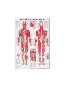 1 件装人体解剖肌肉系统海报解剖图人体医学壁画照片印刷医学教育办公室装饰壁画无框架 - 彩色 - 查看 73