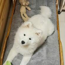 多尺寸厚实保暖宠物床垫，适合狗、猫、松鼠、仓鼠、兔子等小型/中型/大型宠物，四季皆宜 - 灰色 - 查看 7