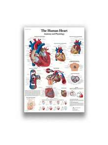 1 件装人体解剖肌肉系统海报解剖图人体医学壁画照片印刷医学教育办公室装饰壁画无框架 - 彩色 - 查看 72
