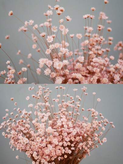 30/60/100/200-delars set, naturliga torkade blommor, brasilianska mini-prästkragar dekorativa torkade blommor, mini-prästkrage kamomillbukett, lämplig för bröllopsblomsterarrangemang, heminredning, alla hjärtans dag-presenter