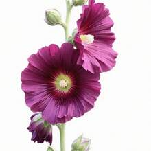 1000 Semillas de Alcea Rosea Simple Morada (Malva Real) - Planta Ornamental de Flores Grandes y Elegantes, Ideal para Jardines, Decoración de Eventos y Regalos de Día de la Madre, San Valentín y Aniversarios, Fácil de Cultivar para Principiantes - Multicolor - Ver 2