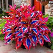 100 Semillas de Hosta de Hojas Multicolores - Para Crear Jardines Hermosos, Regalo Festivo Ideal, Para Usarse en Jardines Residenciales y Patios, Características Principales: Hojas Vibrantes, Fácil Cultivo - Multicolor - Ver 5