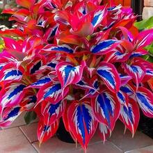 100 Semillas de Hosta de Hojas Multicolores - Para Crear Jardines Hermosos, Regalo Festivo Ideal, Para Usarse en Jardines Residenciales y Patios, Características Principales: Hojas Vibrantes, Fácil Cultivo - Multicolor - Ver 1