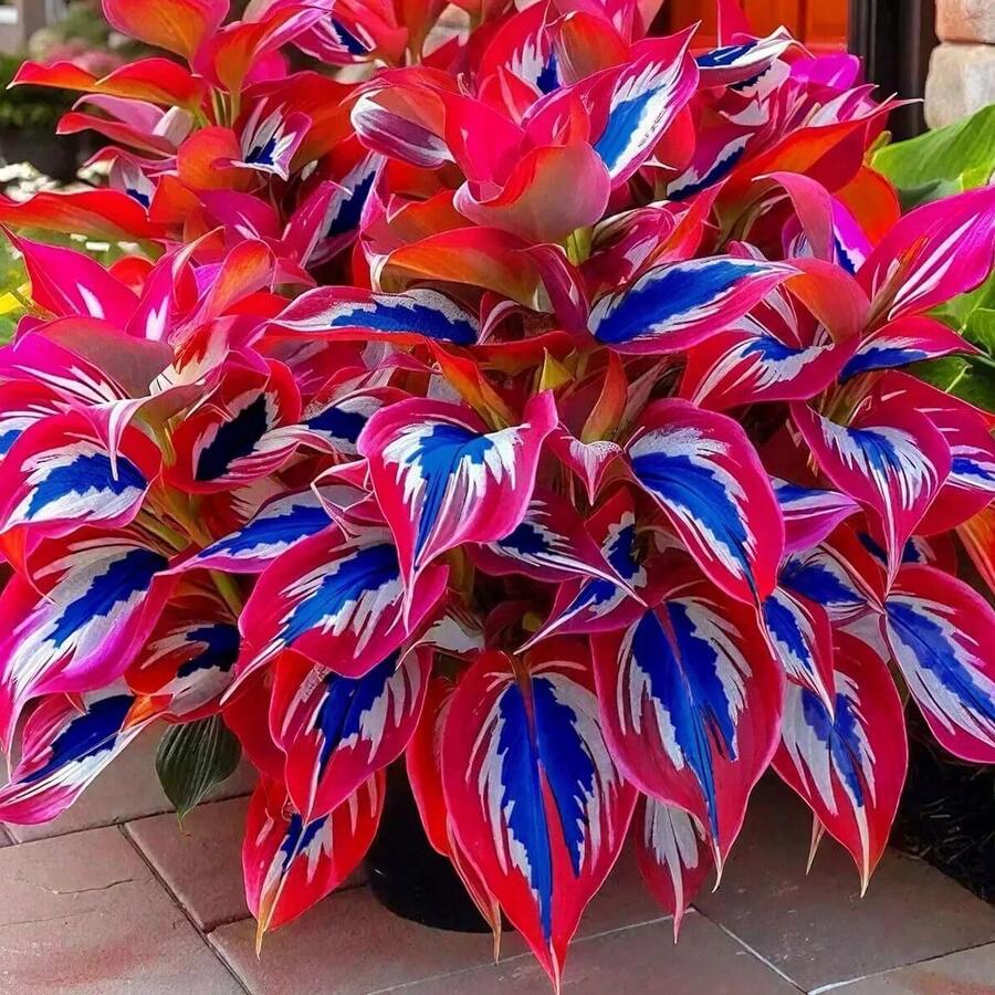 100 Semillas de Hosta de Hojas Multicolores - Para Crear Jardines Hermosos, Regalo Festivo Ideal, Para Usarse en Jardines Residenciales y Patios, Características Principales: Hojas Vibrantes, Fácil Cultivo - Multicolor - Ver 1