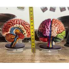 2 piezas Modelo anatómico del cerebro 2D plano de 0,3 cm de grosor con base giratoria de 360°. Decoración de escritorio de alta calidad en acrílico con regiones del cerebro codificadas por color vibrante para exhibición educativa, oficina y decoración de aprendizaje. Uso en interiores y exteriores. - Multicolor - Ver 6