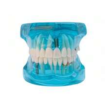 WWKTS Removable Dental Model Adult Tooth Demonstration Anatomical Medical Practice Model - Blue - View 3