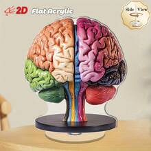 2 piezas Modelo anatómico del cerebro 2D plano de 0,3 cm de grosor con base giratoria de 360°. Decoración de escritorio de alta calidad en acrílico con regiones del cerebro codificadas por color vibrante para exhibición educativa, oficina y decoración de aprendizaje. Uso en interiores y exteriores. - Multicolor - Ver 14
