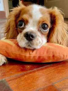 1 Stück/2 Stück Plüsch Cartoon Brot geformte Hunde Puppe, interaktive realistische Brot Haustier Puppe, strapazierfähiges Plüschmaterial, lustige Plüschpuppe, Langeweile vertreiben, geeignet für kleine, mittlere und große Hunde und Katzen. Süße Brot geformte quietschende Hunde Kau Puppe - Weich & strapazierfähig Welpen und kleine Hunde Beißspielzeug - Interaktives Leckerchen Spielzeug - Verschiedenfarbig - Übersicht 8