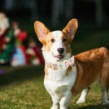 Elegancka, świąteczna obroża dla psa z małym ogonkiem, różowa piernikowa obroża dla psa, regulowana obroża dla psa dla dziewczynki lub chłopca