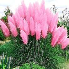 100 Semillas de Cortaderia Selloana Rosa (Planta Resistente para Jardines Exteriores) - Ideal para Decoración de Parques, Jardines Grandes y Zonas de Descanso, Regalo Perfecto para Amantes de la Naturaleza y Propietarios de Terrenos, Fácil de Cultivar en Climas Templados y Mediterráneos - Multicolor - Ver 1