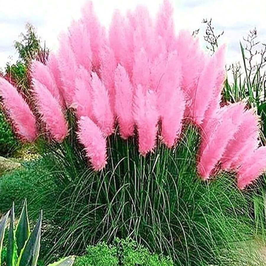 100 Semillas de Cortaderia Selloana Rosa (Planta Resistente para Jardines Exteriores) - Ideal para Decoración de Parques, Jardines Grandes y Zonas de Descanso, Regalo Perfecto para Amantes de la Naturaleza y Propietarios de Terrenos, Fácil de Cultivar en Climas Templados y Mediterráneos - Multicolor - Ver 1