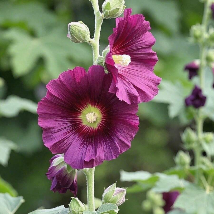 1000 Semillas de Alcea Rosea Simple Morada (Malva Real) - Planta Ornamental de Flores Grandes y Elegantes, Ideal para Jardines, Decoración de Eventos y Regalos de Día de la Madre, San Valentín y Aniversarios, Fácil de Cultivar para Principiantes - Multicolor - Ver 1