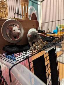 1pc ,Small Animal Chews Toy Natural Apple Wood Block Cage Hanging Molars Treats Snack For Hamsters Rabbits Bunny Bird Parrots Chinchilla Gerbils Squirrels - Brown - View 6