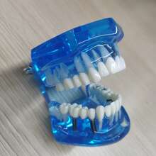 WWKTS Removable Dental Model Adult Tooth Demonstration Anatomical Medical Practice Model - Blue - View 6