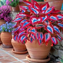 100 Semillas de Hosta de Hojas Multicolores - Para Crear Jardines Hermosos, Regalo Festivo Ideal, Para Usarse en Jardines Residenciales y Patios, Características Principales: Hojas Vibrantes, Fácil Cultivo - Multicolor - Ver 3