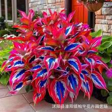 100 Semillas de Hosta de Hojas Multicolores - Para Crear Jardines Hermosos, Regalo Festivo Ideal, Para Usarse en Jardines Residenciales y Patios, Características Principales: Hojas Vibrantes, Fácil Cultivo - Multicolor - Ver 4