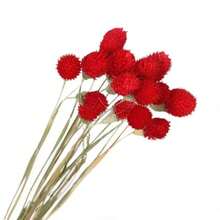 20 件天然干花、草莓果实、大型干野花花束、干花花束、秋季手工家居装饰、波西米亚风格乔迁礼物、礼品、圣诞节、万圣节装饰