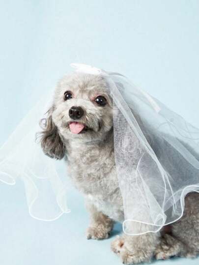 1 件宠物婚礼头饰，蓬松蝴蝶结珍珠面纱，珍珠蝴蝶结丝带宠物装饰，小公主宠物头饰