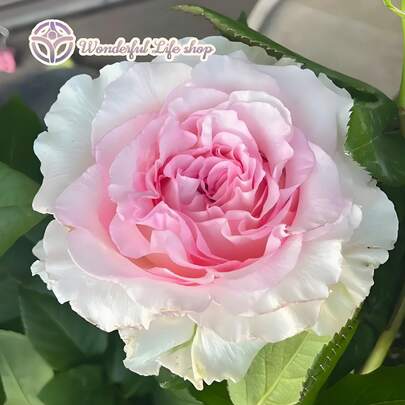 Rose Saplings, Herbaceous Flowers, Living Plants. They Are Suitable For Indoor Potting And Outdoor Flower Planting, Easy To Grow And Low In Maintenance.