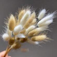 30/59/80/119 件天然干兔尾草花，适用于波西米亚风装饰、家居、婚礼 DIY 工艺品 - 白色+棕色 - 查看 6
