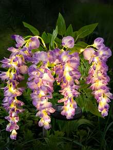 10Pcs Solar Wisteria Flower LED Light, Outdoor Garden Patio Decorative Lamp, 52pcs Beads, Dual Mode (Normal & Blinking), Plastic Material, Light Sensor Control, Removable Photovoltaic, Solar Charging Nickel Battery, Outdoor Illumination|Vibrant Garden Decor|Realistic Flower Shape, Solar Garden Lights(Pink, Blue, Yellow, Purple) - 紫藤花 - 查看 9
