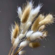30/59/80/119 件天然干兔尾草花，适用于波西米亚风装饰、家居、婚礼 DIY 工艺品 - 白色+棕色 - 查看 5
