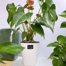 8 Pack 4 Inch Self Watering Plastic Planter With Inner Pot White Flower Plant Pot, Modern Decorative Flower Pot All House Plants, Flowers, Herbs, African Violets